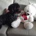 Wendy Stecher - Facebook