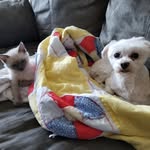 Wendy Stallard - @dunnswithfur - Instagram