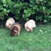 Wendy Stanbridge - Facebook