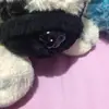 wendystaples - @englishwoofdog - TikTok