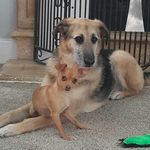 Wendy Stark - @10_dogs_1_cat - Instagram