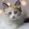 Rightmeow - @wendy.steenhagen - TikTok