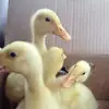 wendysteenhoek - @wendysteenhoek - TikTok
