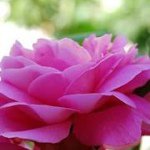 Wendy Knospe-Steffen - @wendyladywj - Instagram