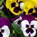 Wendy Steinmetz - Facebook