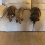 Wendy Stephens - @3doxiesmom - Instagram
