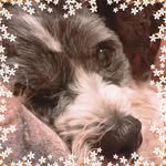 Wendy Stickler - @quantzep66 - Instagram