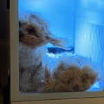 Wendy Whitworth Stogner - @coco_and_chanel_official_ - Instagram