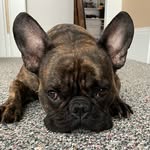 Wendy Stokes - @enzo_brindlefrenchie - Instagram