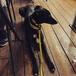 Wendy the storm - @greyhound_by_the_sea - Instagram