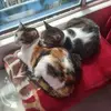 Tatis...😼 - @wendytatis665 - TikTok