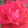 Wendy.Thurston66 - @wendy.thurston66 - TikTok