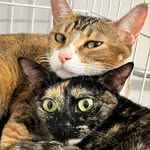 Wendy Ting - @bignose_blackcat - Instagram