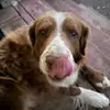 Dog loves editing - @wendytowner - TikTok