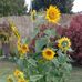 Wendy Waugh - Facebook