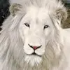 Wendy Willard Stiffler - @wendy.willard.sti - TikTok