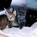 Wendi Winstead - Facebook
