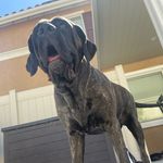 Wendy Womack - @luna_theamericanmolossus_fam - Instagram