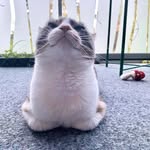 Wenyi Liu - @shuainiu007 - Instagram