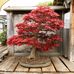 Bonsai Werkstatt Werner M. Busch - Facebook