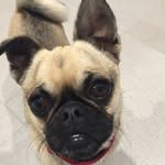 Pugsley The Chug - @avery_2338__wes - Instagram