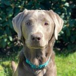 Wes Bailey - @wesbaileyofsilverpearls - Instagram