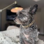 Beasley - @beasley_the_westiepoo - Instagram