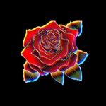 Wes Boyd - @rose_music2023 - Instagram