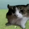 Cheewes - @chewwes - TikTok