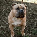 Wes Clark - @integrity_bulls_ohio_wes - Instagram