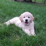 Wescoe Barleen - @wescoethewonderdog - Instagram