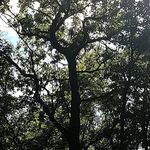 Wes Cunningham - @dude_with_plants - Instagram