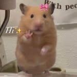 Hamter Westvell - @hamster_supg - Instagram