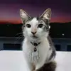 weShopper - @cynthialolly1997 - TikTok
