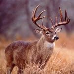 Wes-hunter - @hunter_bucks - Instagram