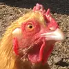 wesbalavender - @wesbalavender - TikTok