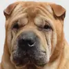 Weslaw - @weslaw3 - TikTok