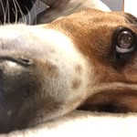 Wes Leach - @beauthebassethound - Instagram