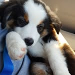 Wes the australian shepherd - @westheaussiee - Instagram