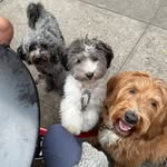 Wesley & Winnie & Tessie - @weswinntessnyc - Instagram