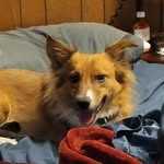 Wesley Bacon - @wesleybaecon - Instagram