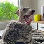 Wesley Bean Houghton - @sweetbabywesley - Instagram