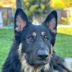 @wesleybean_and_friends - Instagram