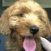 graciefaydog - @wesley_bear - TikTok