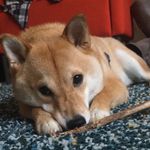 Wesley Bear - @wes_the_shiba - Instagram