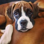 💙🧸Wesley Bear & Ellie Boo 🧸💜 - @wesley.bear.the.boxer - Instagram
