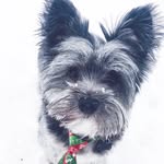 Wesley Bear | Puppy Dog - @wesley.bear - Instagram