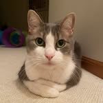 Wesley Bee - @wesley_the_cat_510 - Instagram