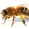 Wesley Bee 🐝 - @prof5269 - TikTok