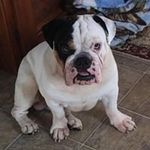 Wesley Burris - @burriswesley - Instagram